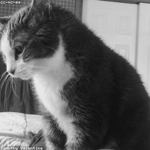 product photo of Rem Quidem Maxime