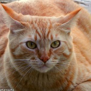 product photo of Nam Expedita Recusandae